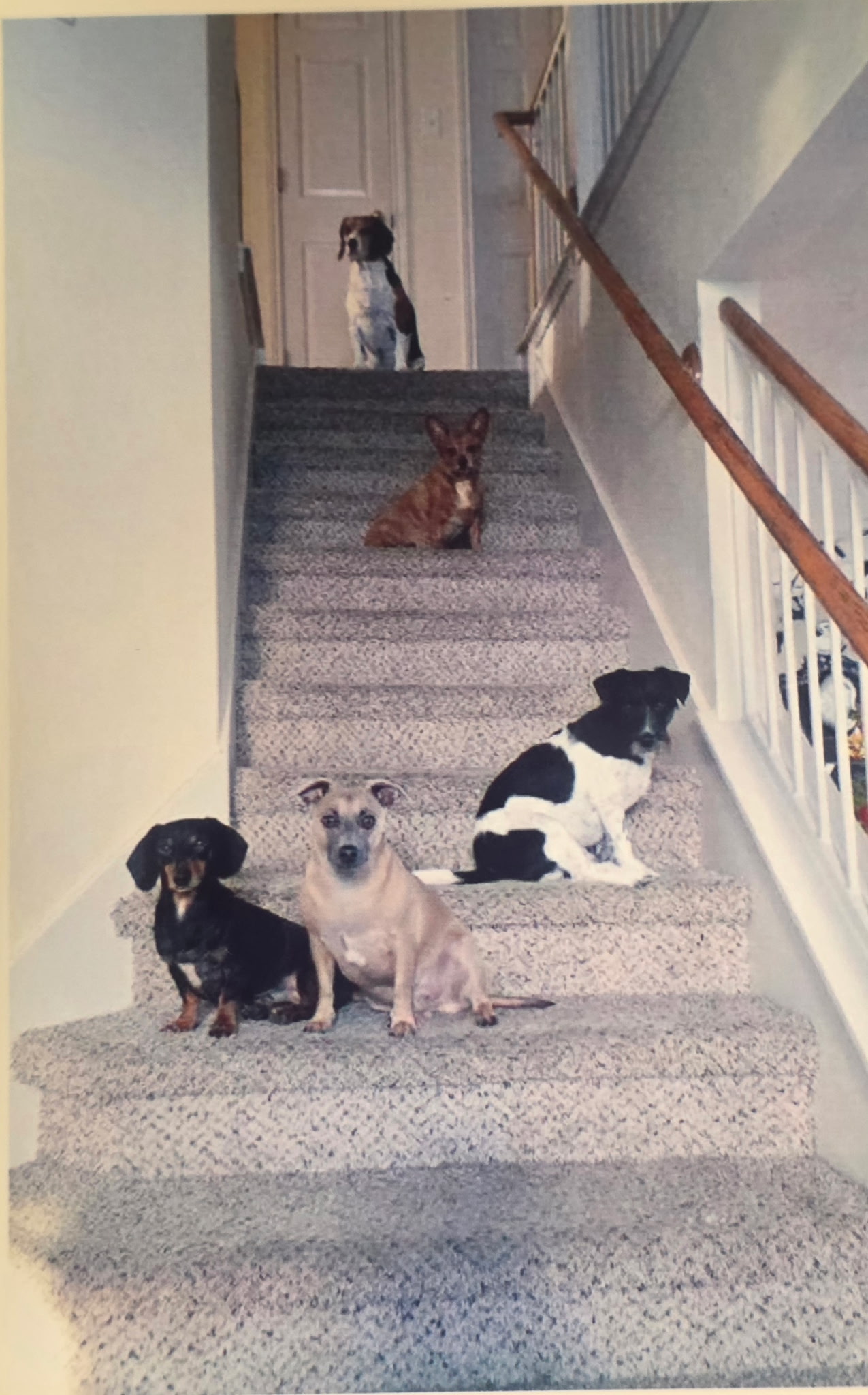 The Pups